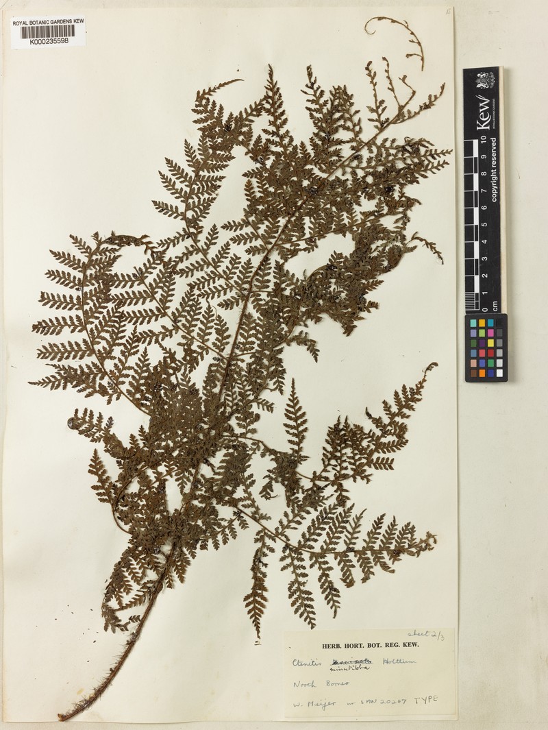 Ctenitis minutiloba photo 4