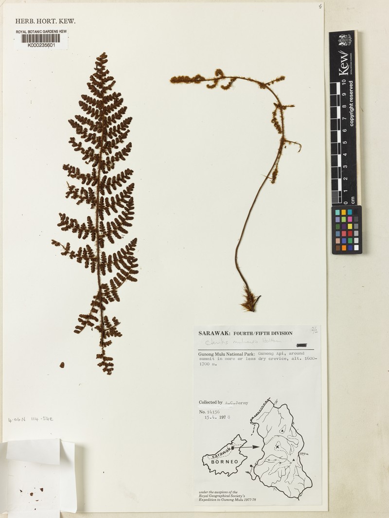 Ctenitis muluensis