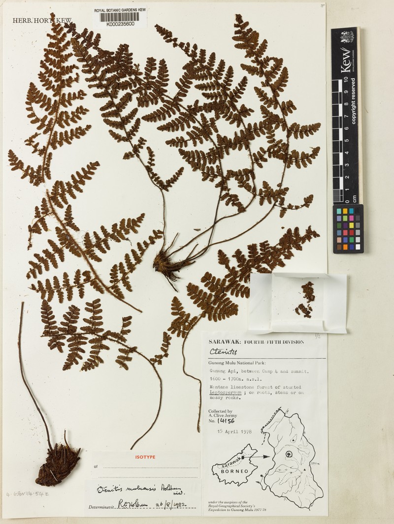 Ctenitis muluensis photo 2