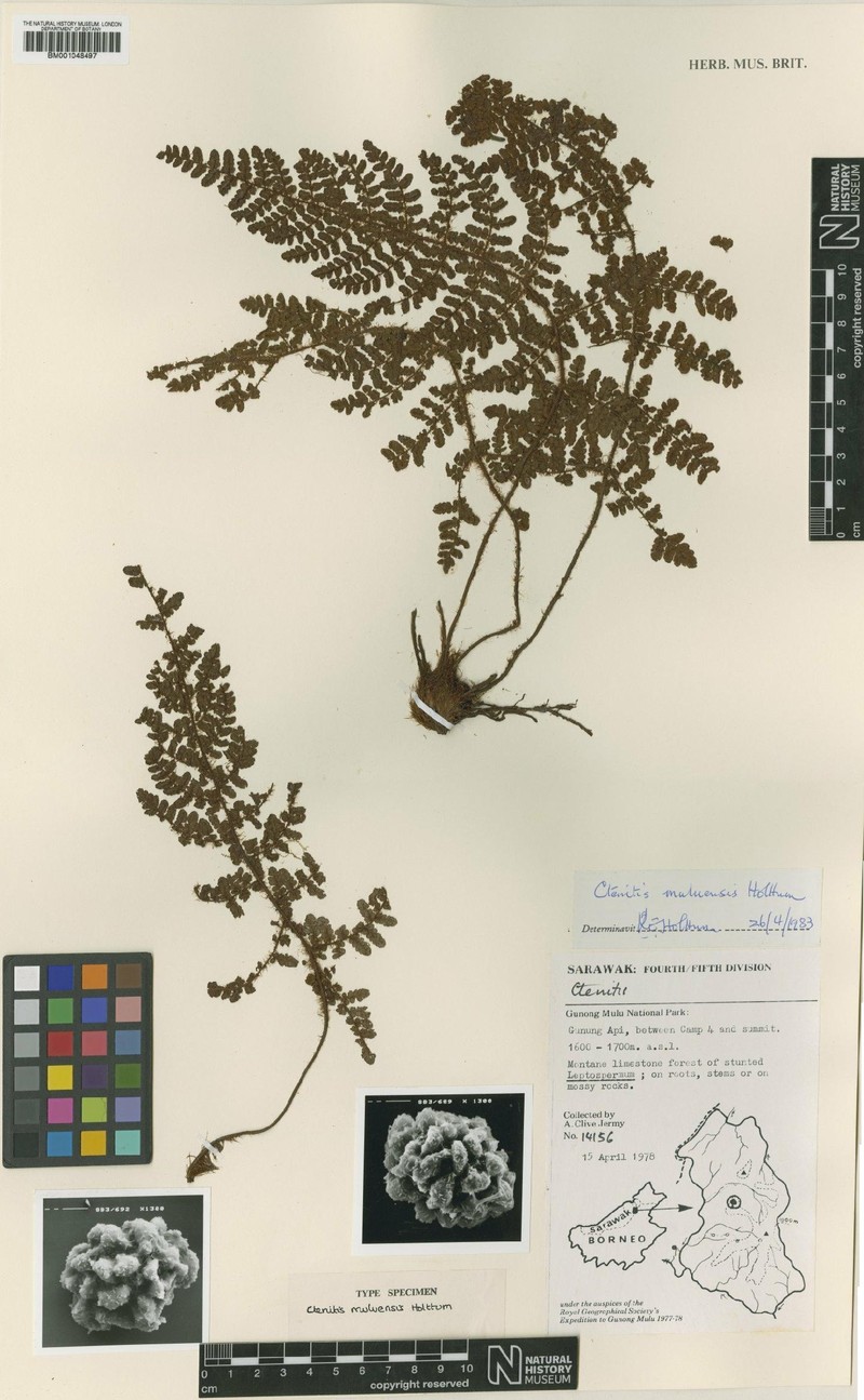 Ctenitis muluensis photo 3