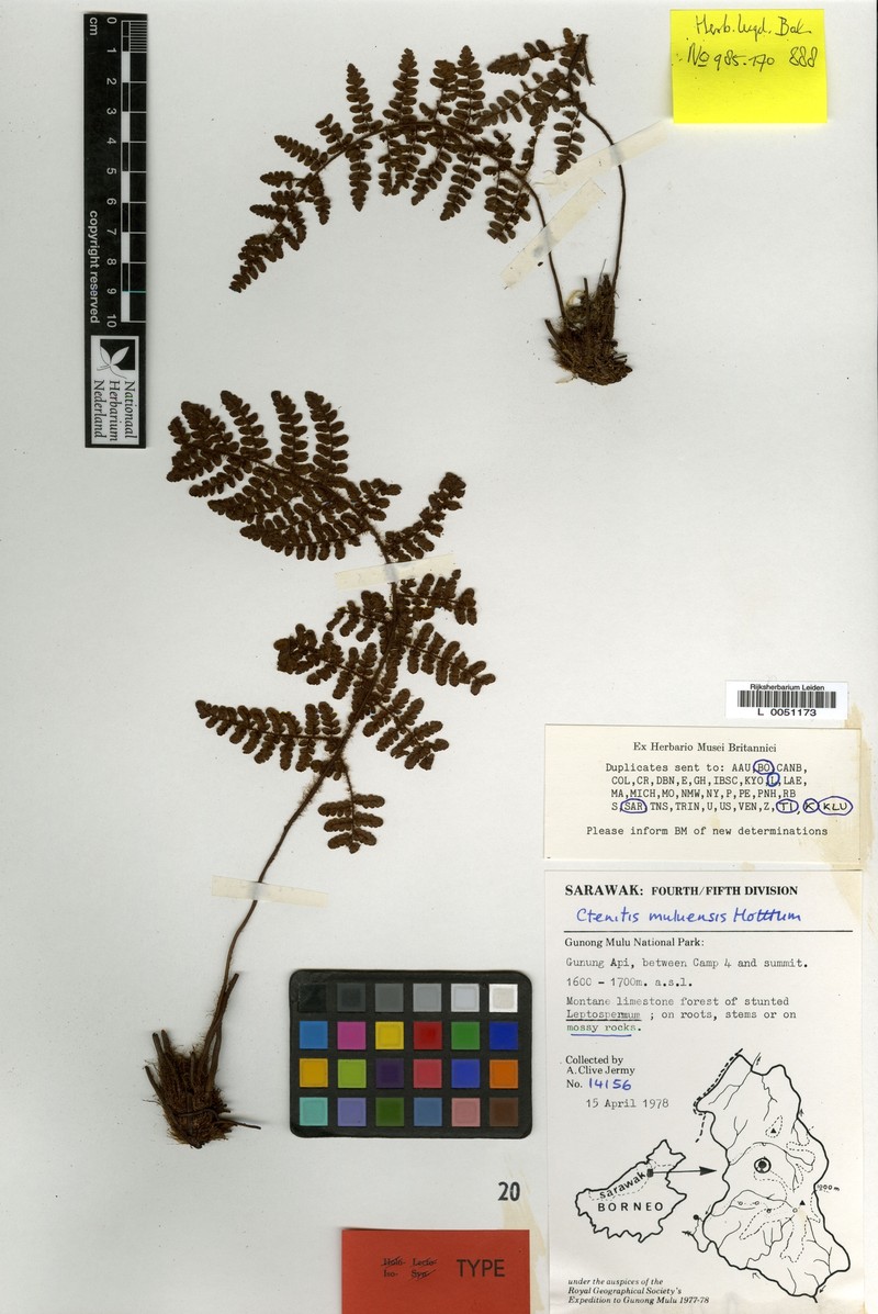 Ctenitis muluensis photo 4