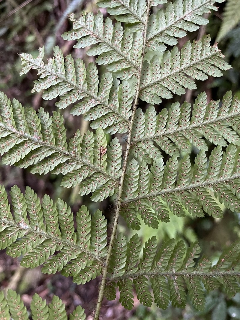 Eggleaf Lacefern