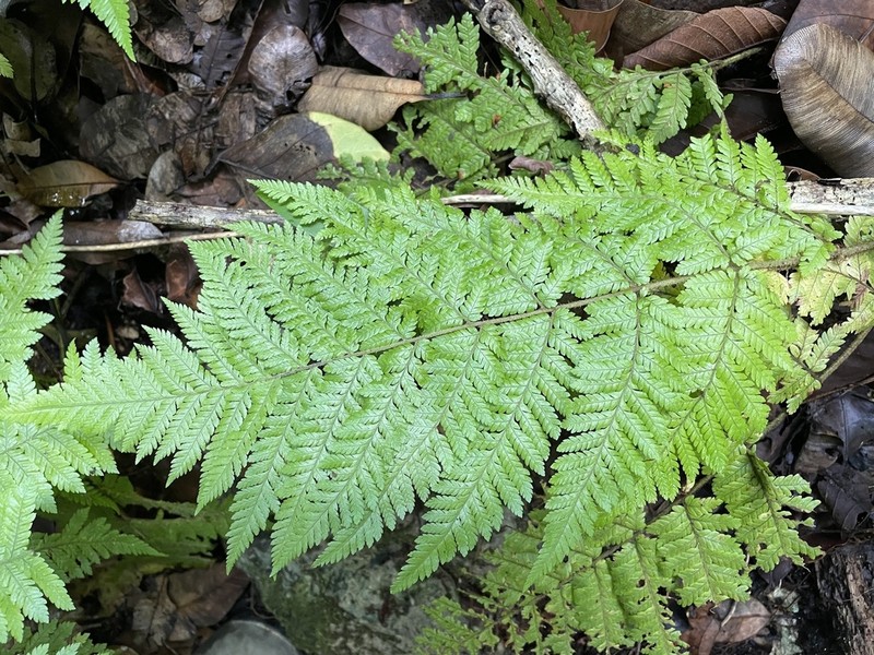 Eggleaf Lacefern photo 2