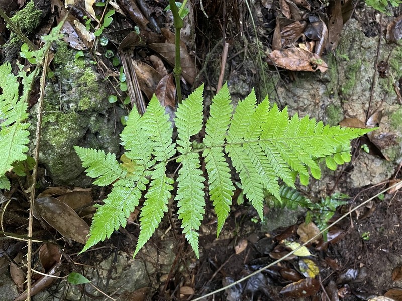 Eggleaf Lacefern photo 3