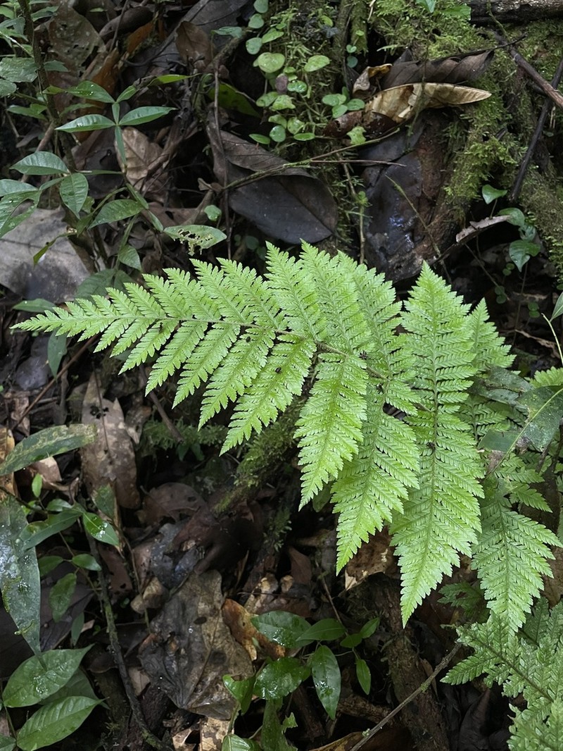 Eggleaf Lacefern photo 5