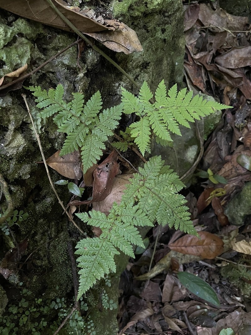 Eggleaf Lacefern photo 6