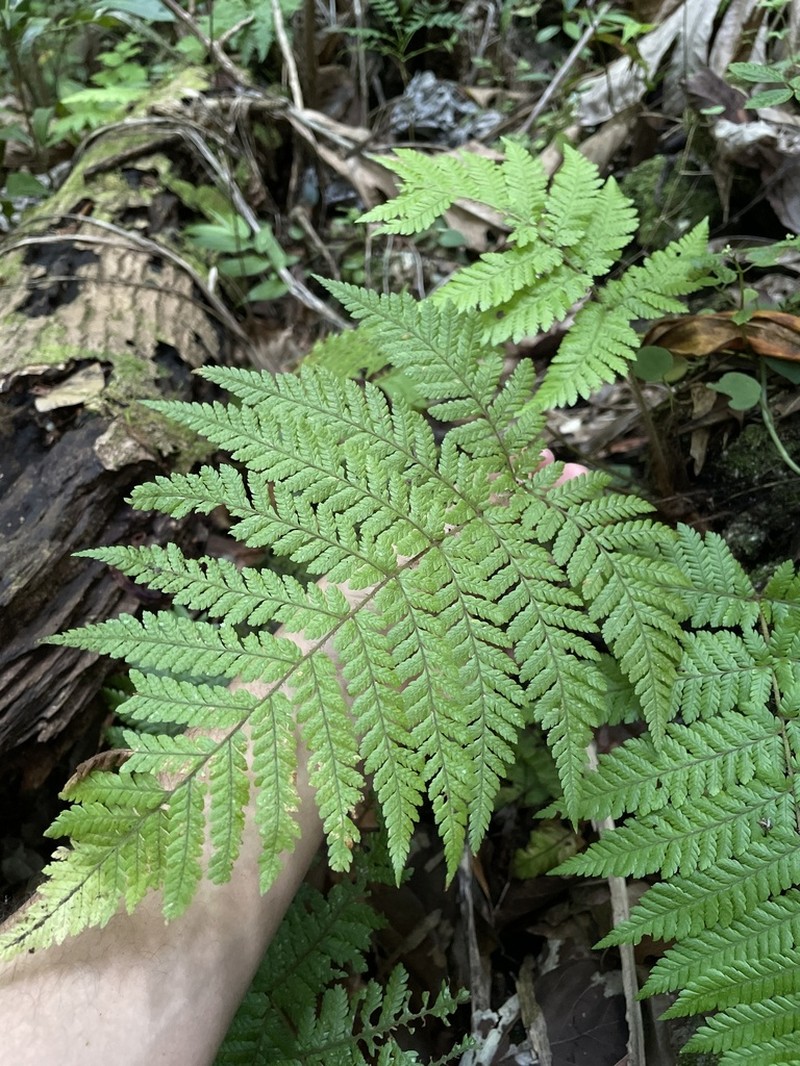 Eggleaf Lacefern photo 7