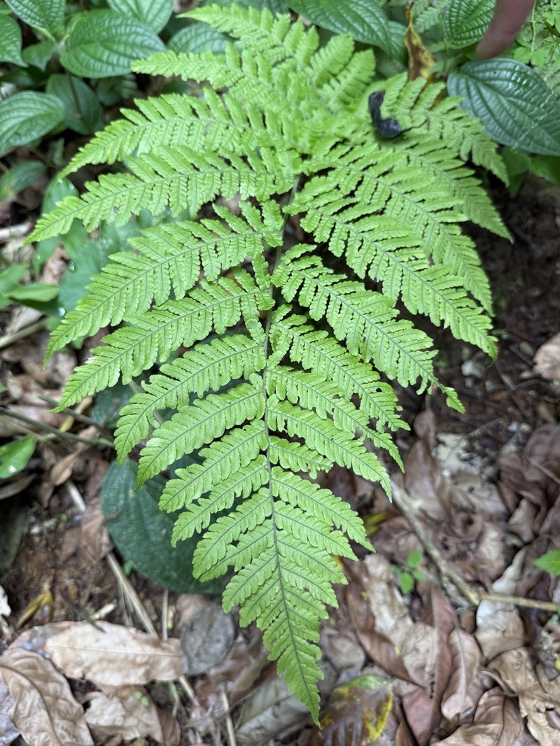 Eggleaf Lacefern photo 8