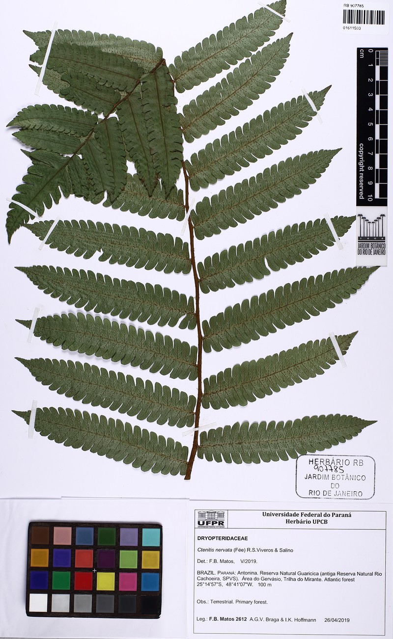 Ctenitis nervata