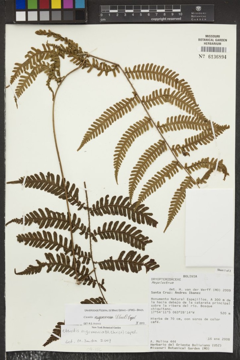 Ctenitis nigrovenia