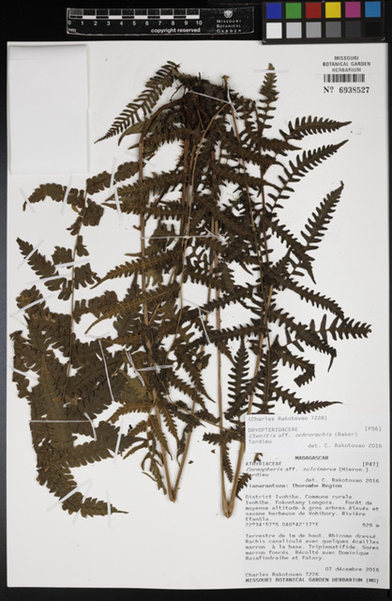 Ctenitis ochrorachis