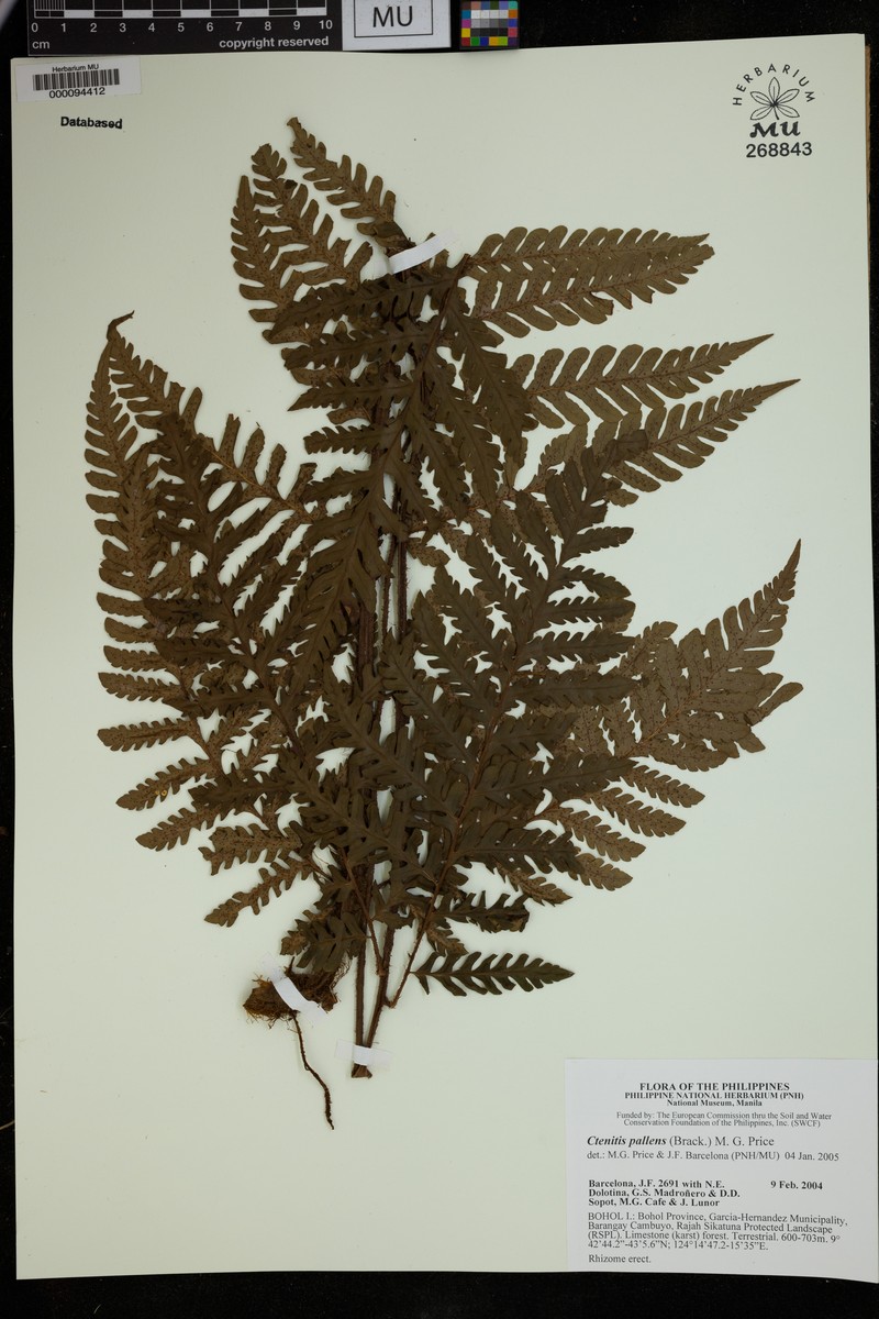 Ctenitis pallens photo 2