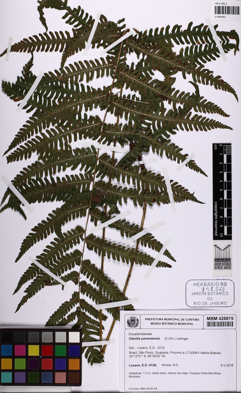 Ctenitis paranaensis
