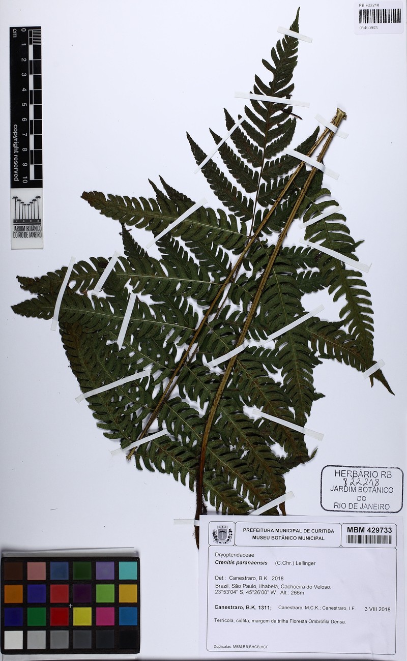 Ctenitis paranaensis photo 2