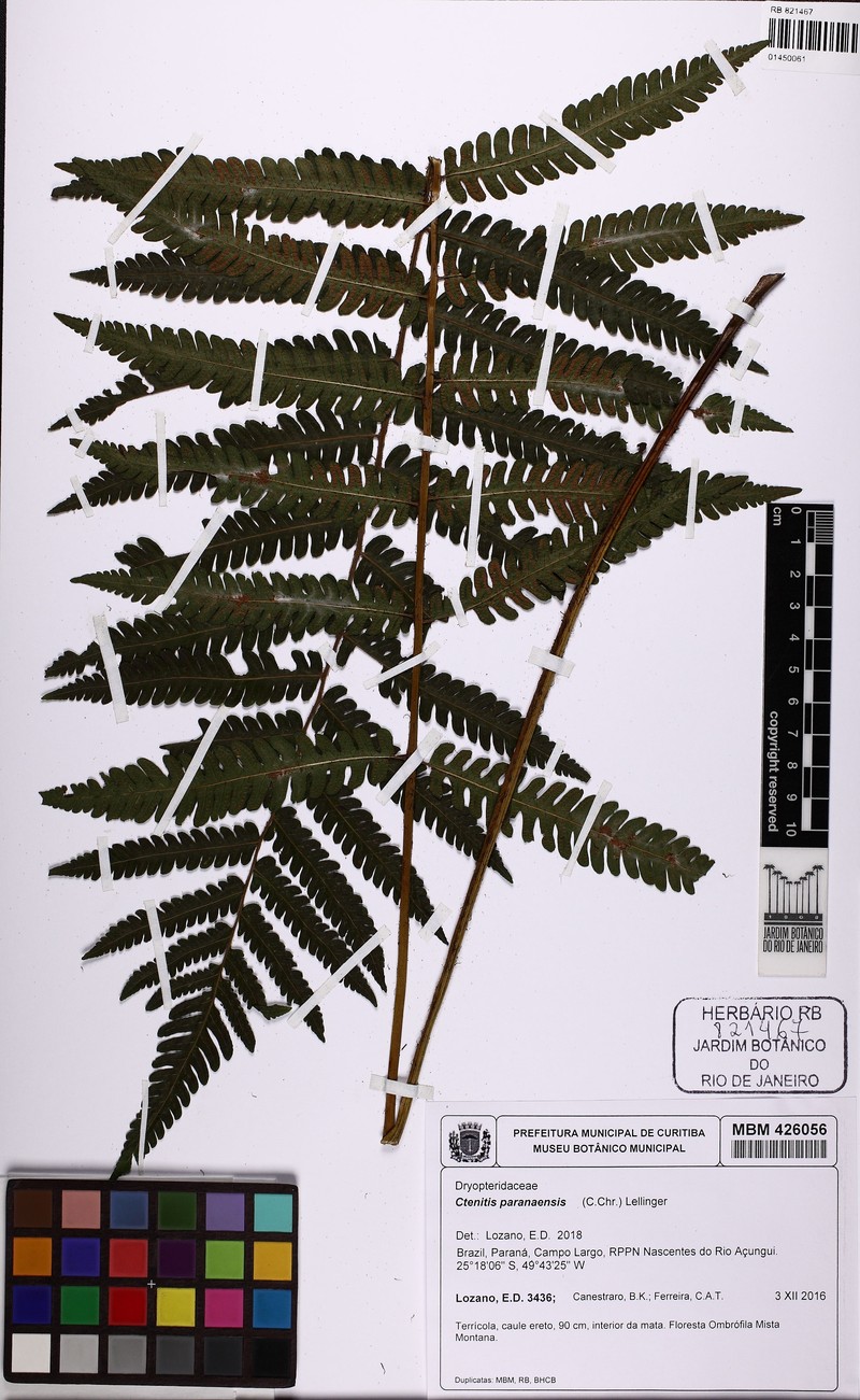 Ctenitis paranaensis photo 3