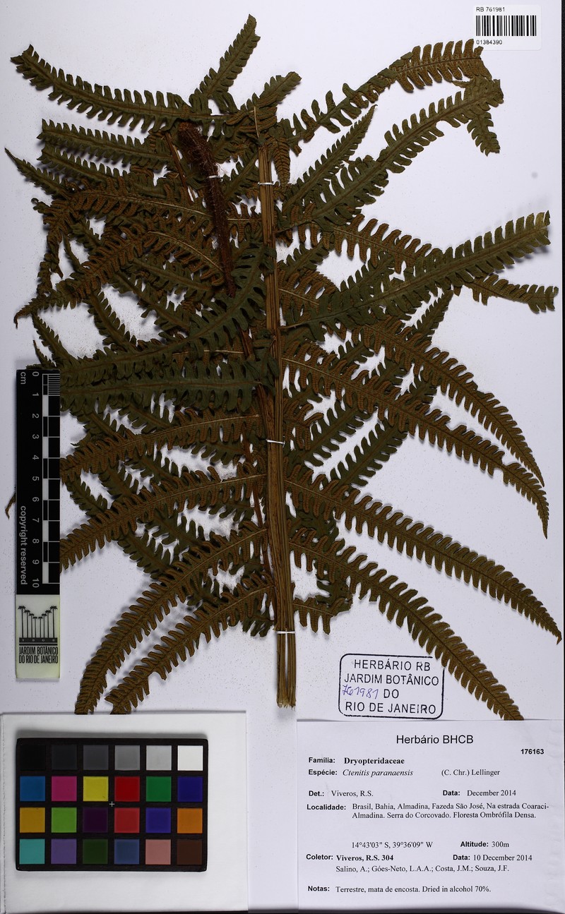 Ctenitis paranaensis photo 4