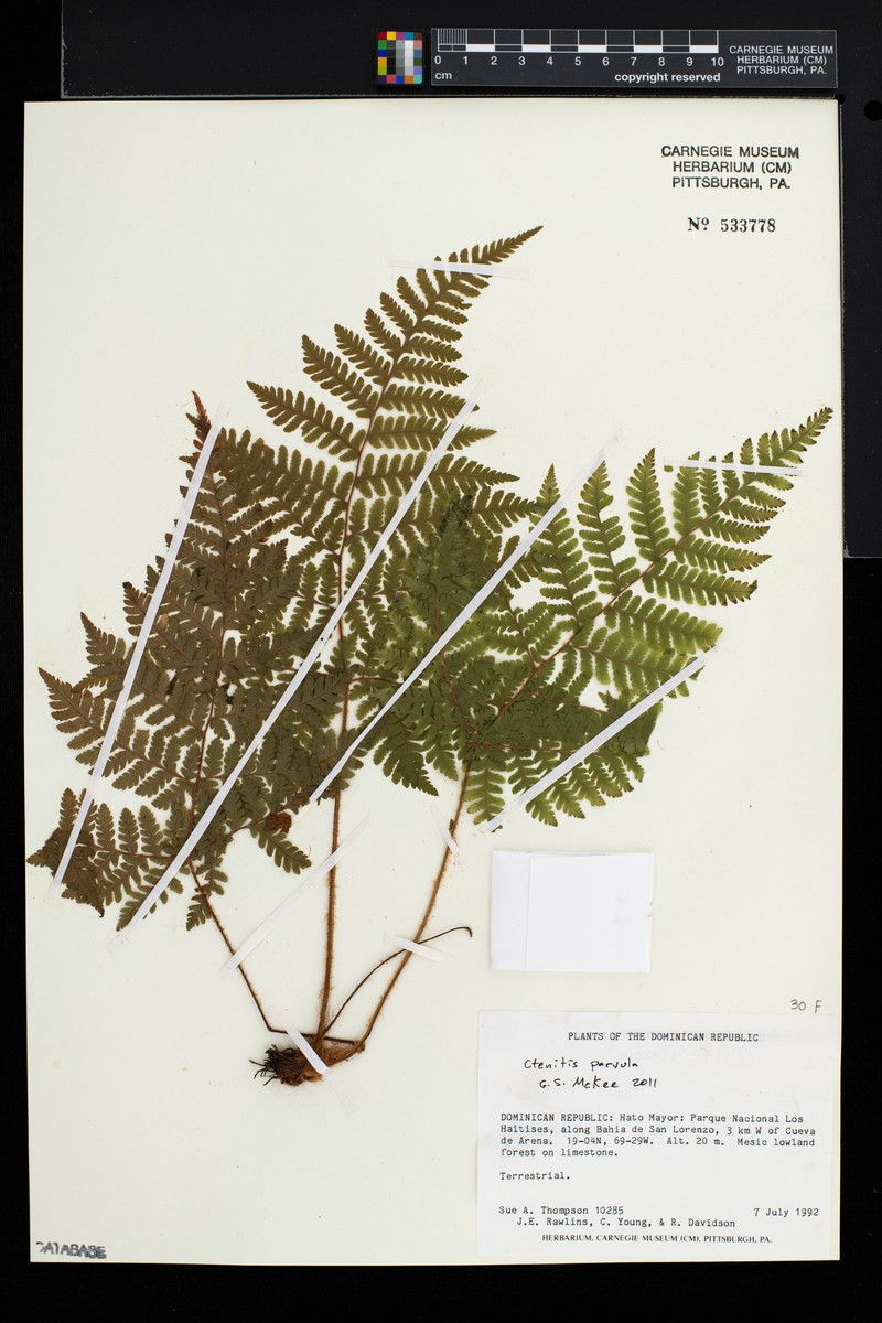 Ctenitis parvula photo 2