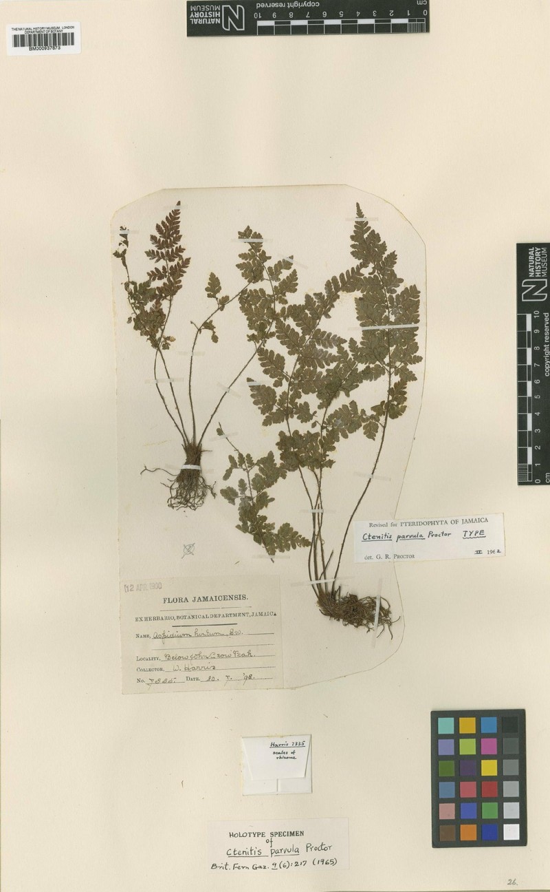 Ctenitis parvula photo 3