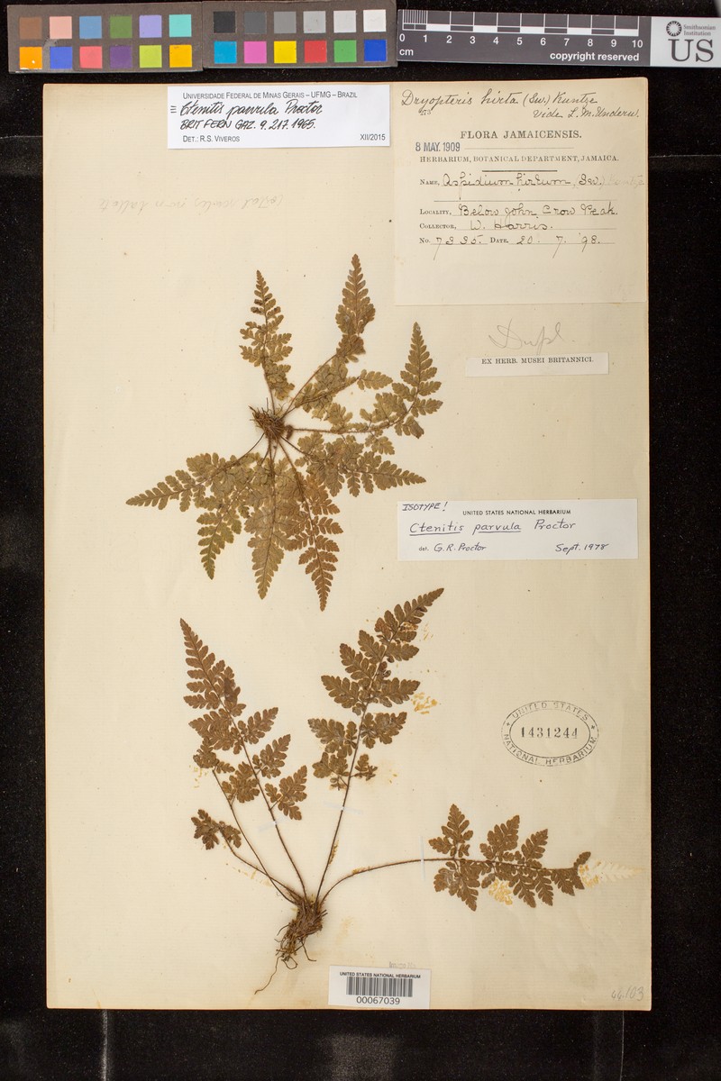 Ctenitis parvula