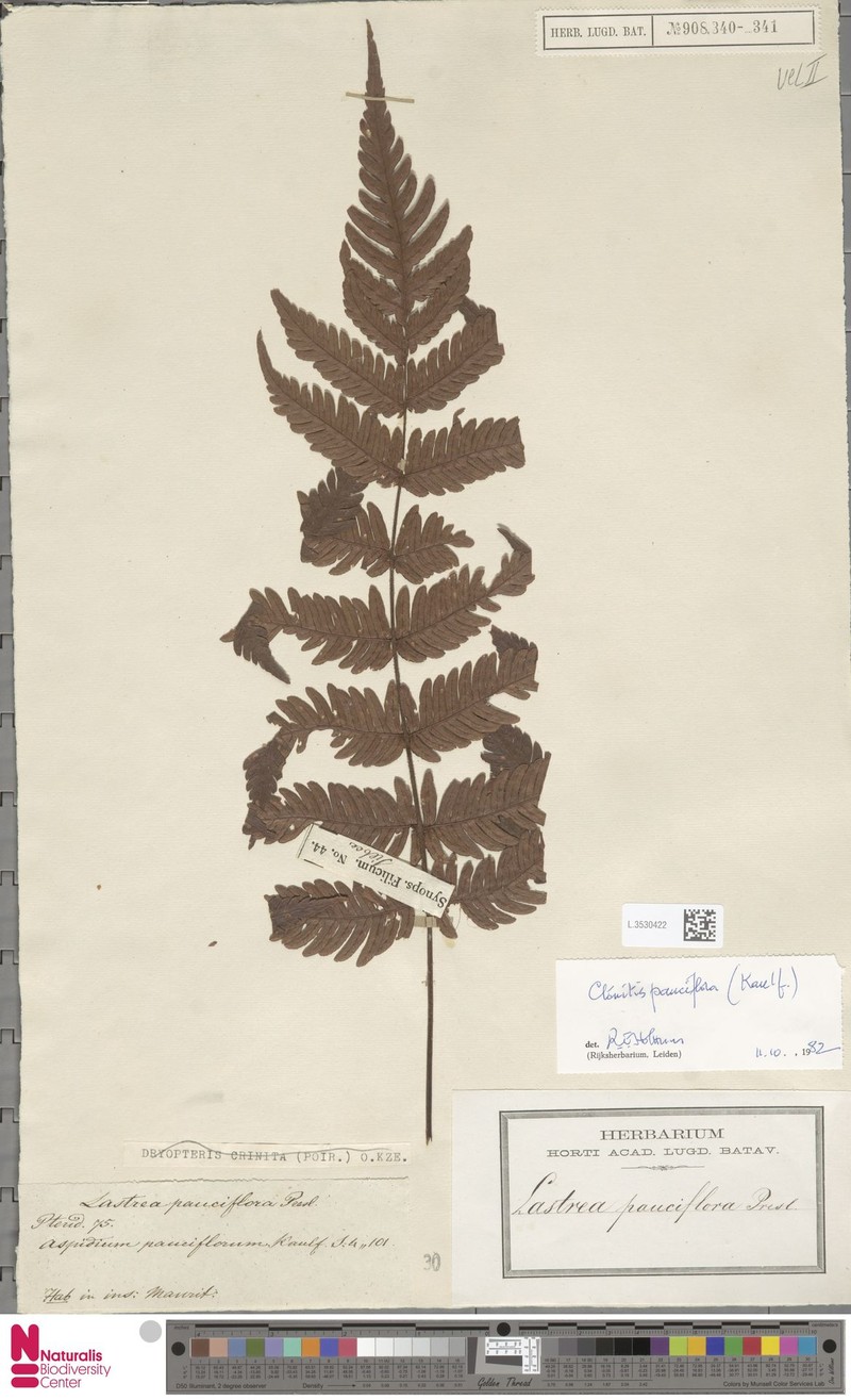 Ctenitis pauciflora