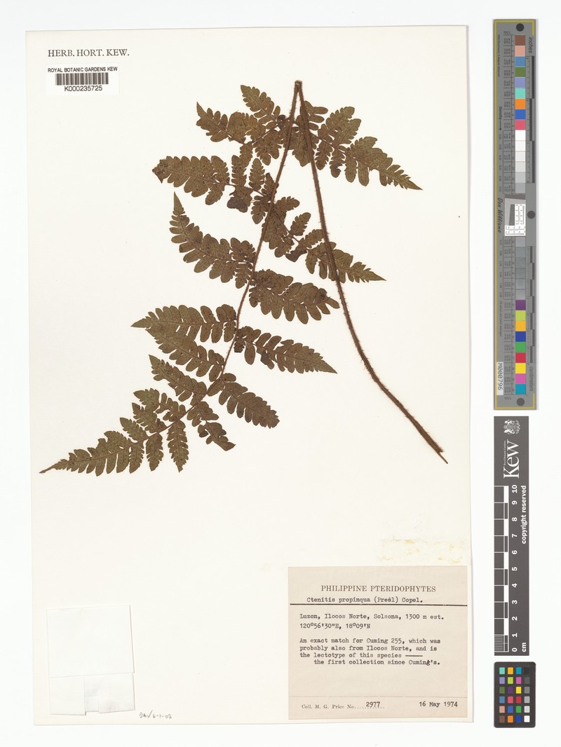 Ctenitis propinqua