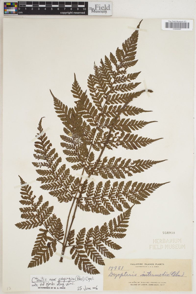 Ctenitis propinqua photo 2