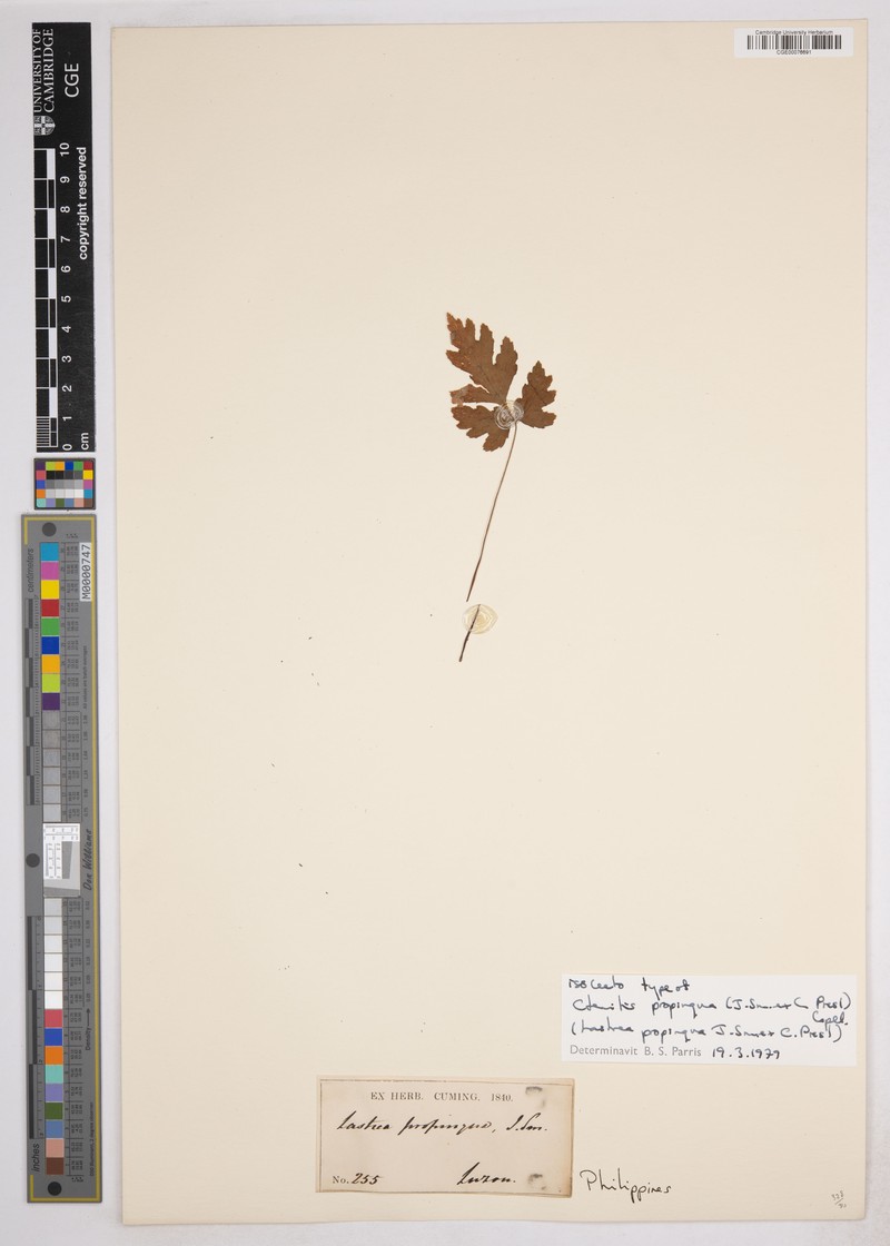 Ctenitis propinqua photo 3