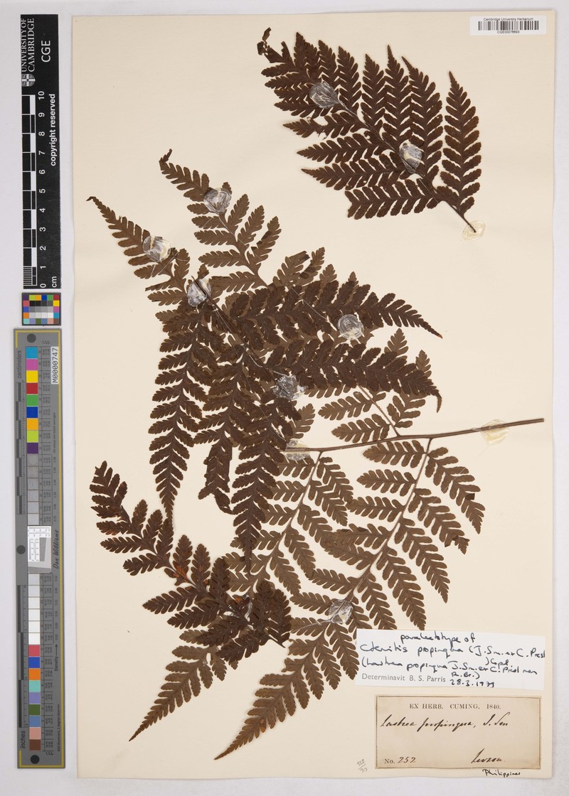 Ctenitis propinqua photo 4