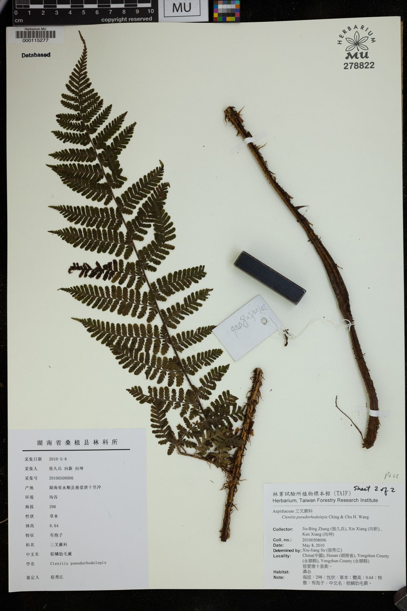 Ctenitis pseudorhodolepis
