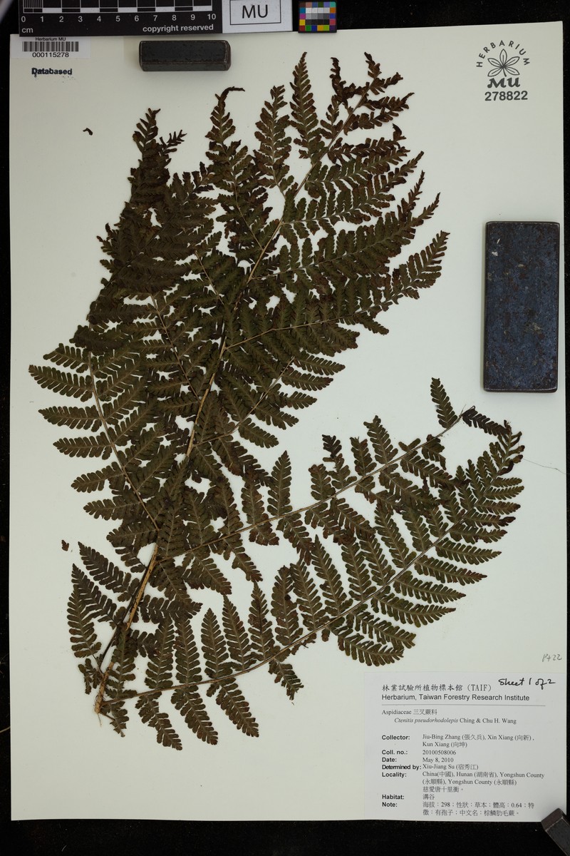 Ctenitis pseudorhodolepis photo 2