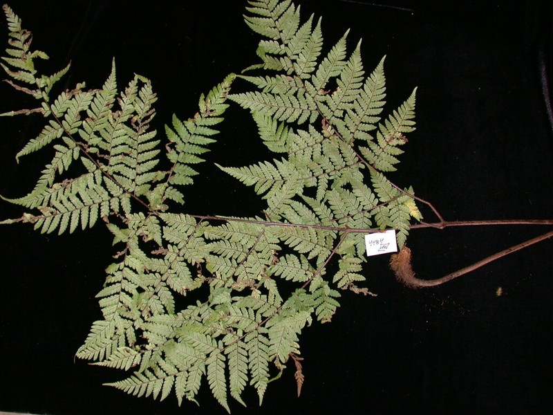 Ctenitis rapensis