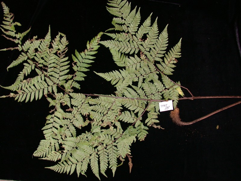 Ctenitis rapensis photo 2