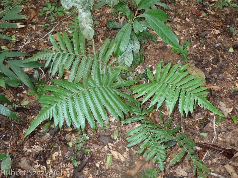 Ctenitis refulgens photo 2