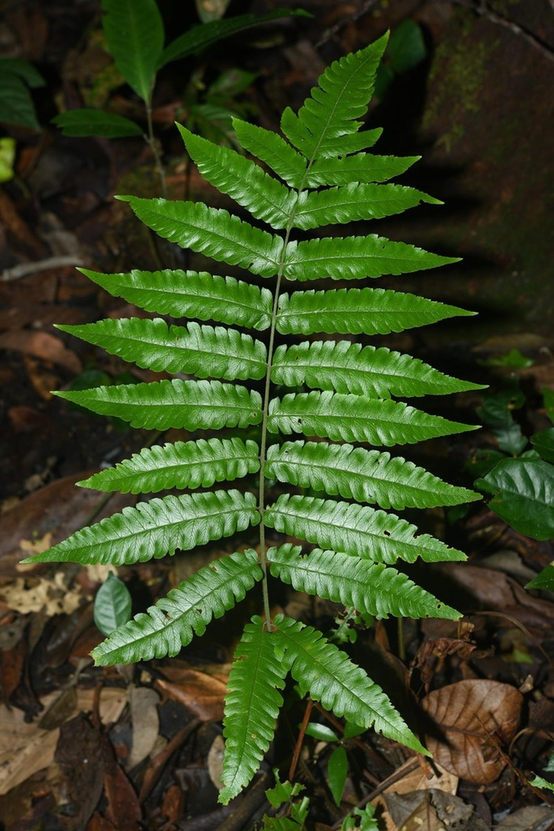 Ctenitis refulgens photo 3