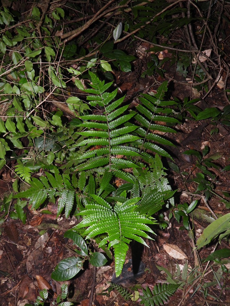 Ctenitis refulgens photo 5