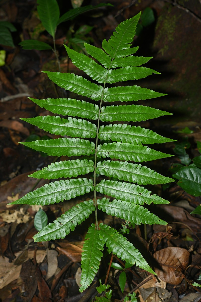 Ctenitis refulgens photo 6