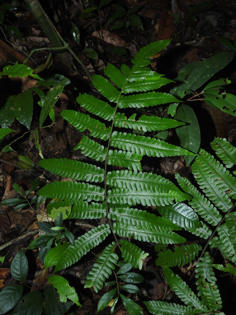 Ctenitis refulgens photo 7