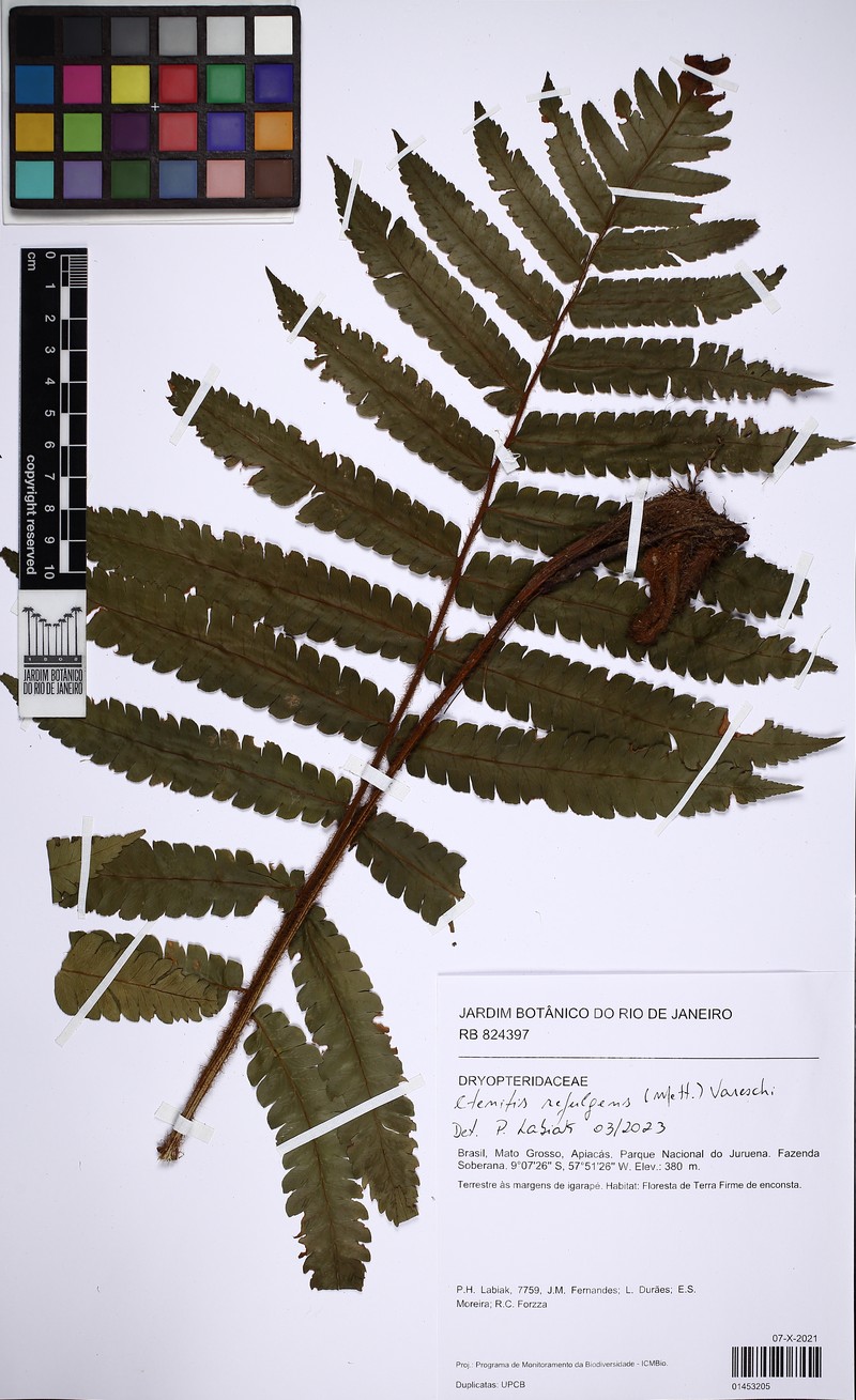 Ctenitis refulgens photo 8
