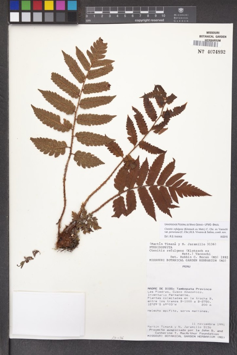 Ctenitis refulgens var. peruviana