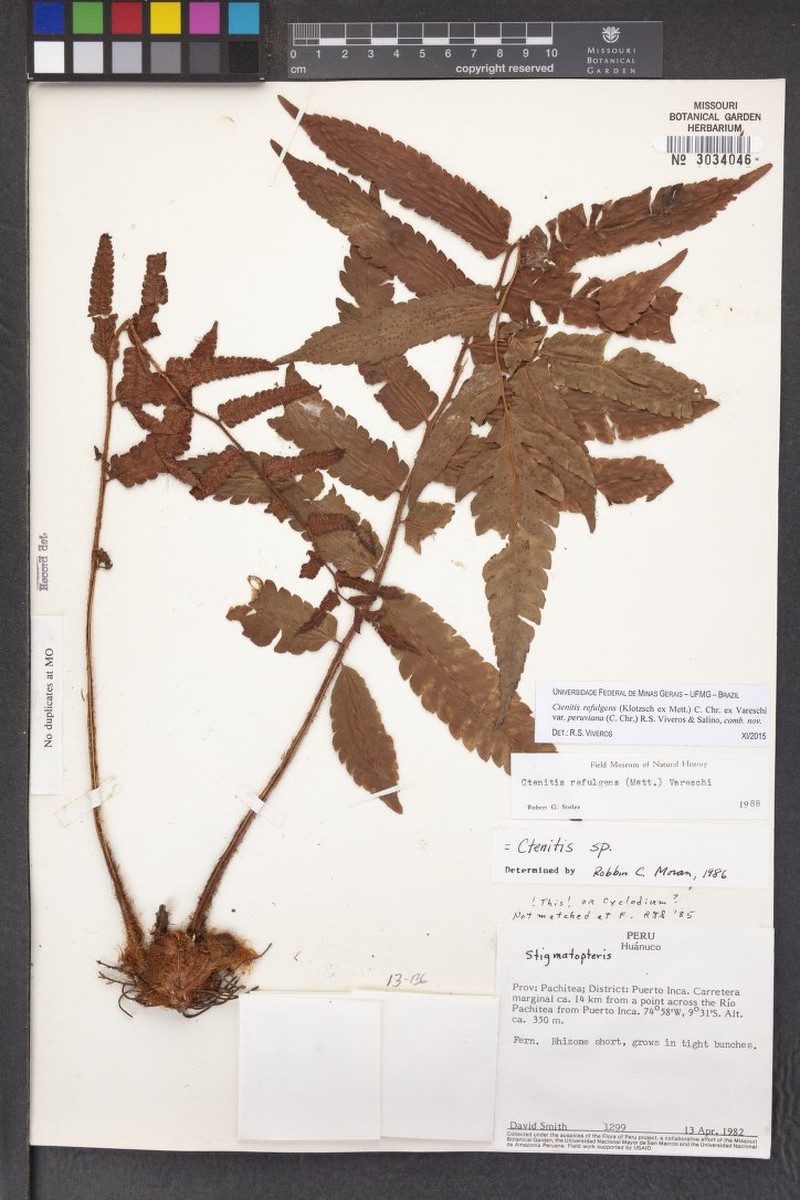 Ctenitis refulgens var. peruviana photo 2