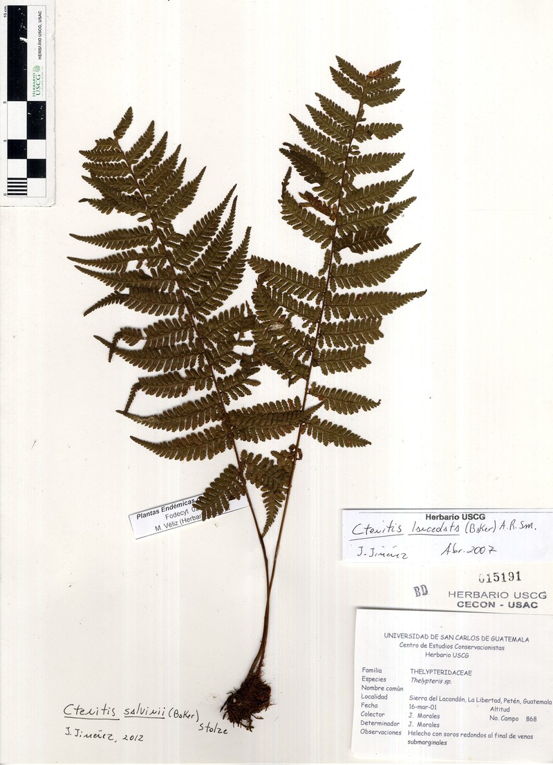 Ctenitis salvinii