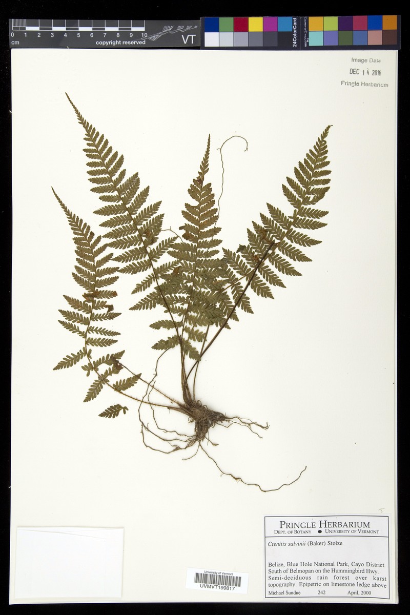Ctenitis salvinii photo 2