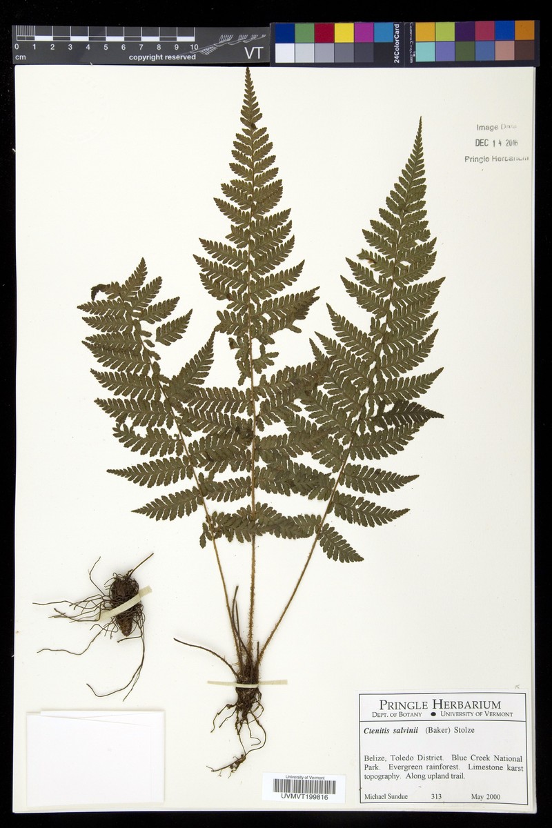 Ctenitis salvinii photo 3