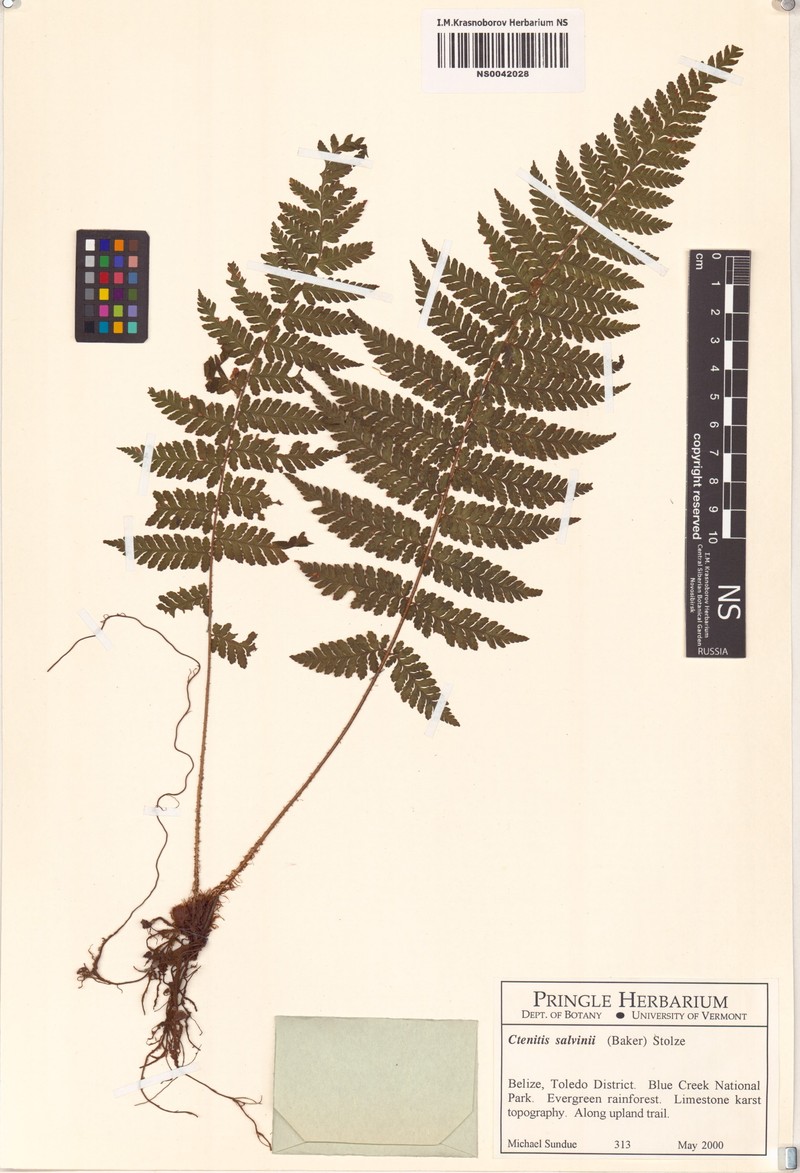 Ctenitis salvinii photo 4