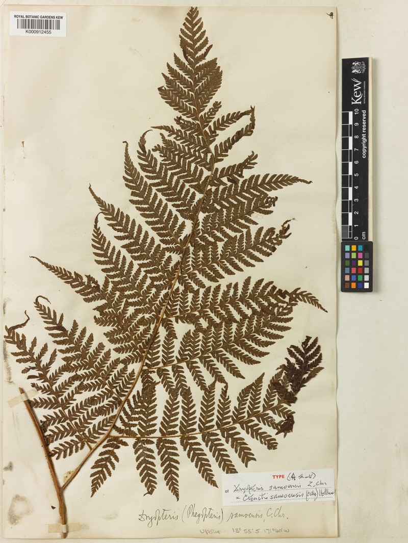 Ctenitis samoensis photo 2