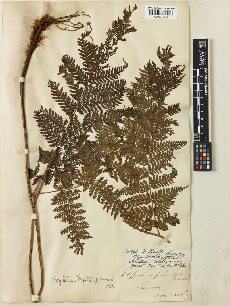 Ctenitis samoensis photo 3