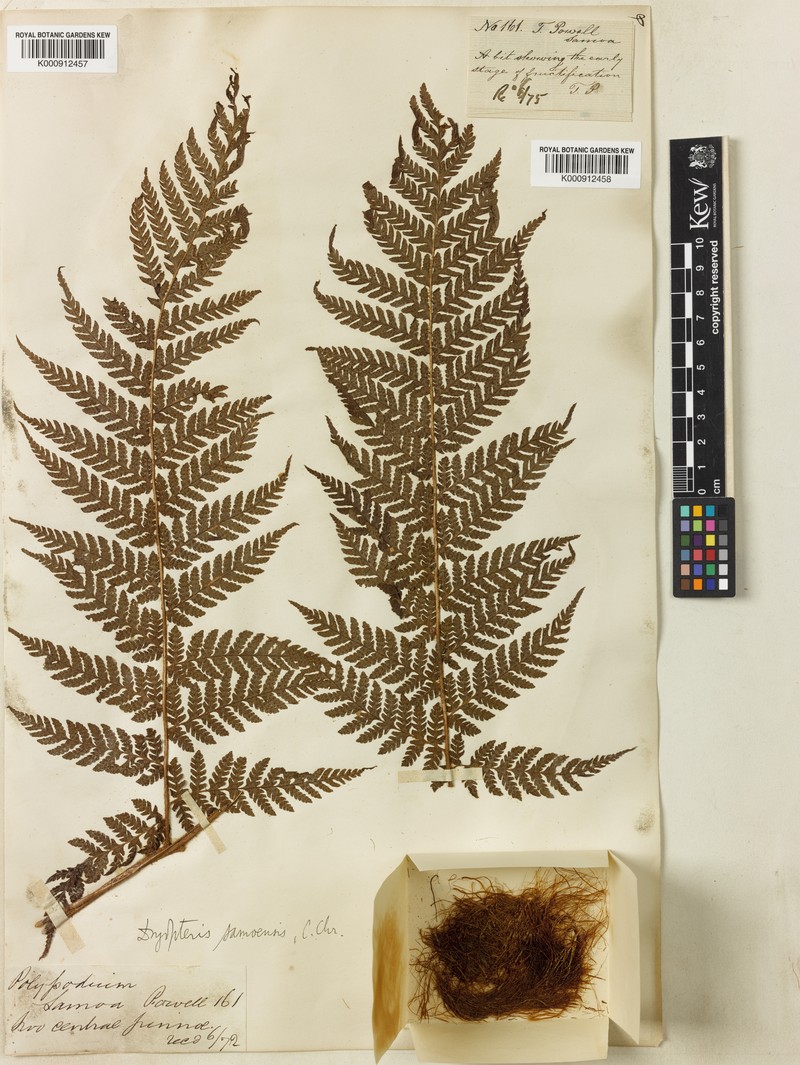 Ctenitis samoensis photo 4