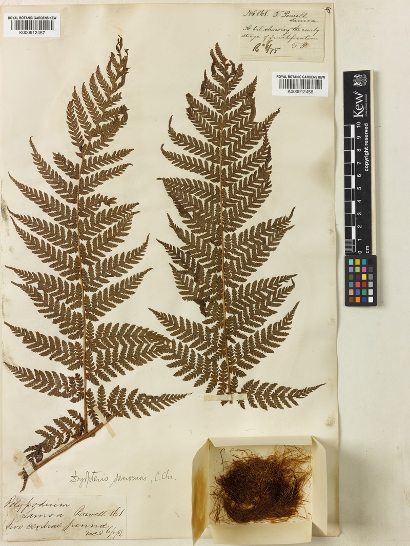 Ctenitis samoensis photo 5