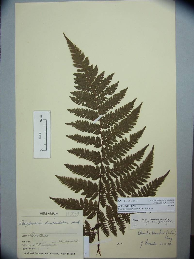 Ctenitis samoensis