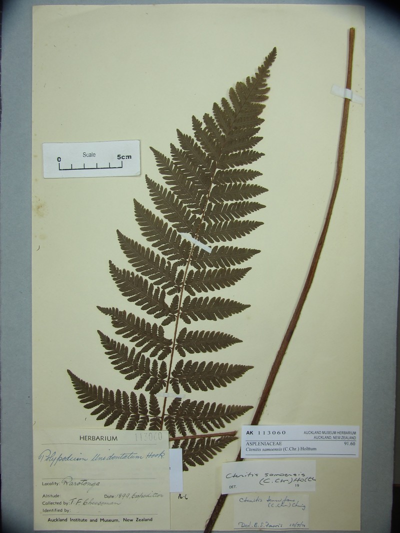 Ctenitis samoensis photo 6